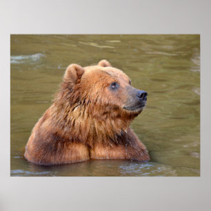 Grizzlyn im Wasser Poster
