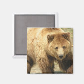 Grizzy Bären Square Magnet (Vorderseite/Rückseite)