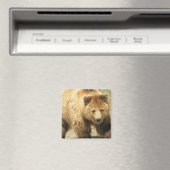 Grizzy Bären Square Magnet (In Situ (Geschirrspüler))