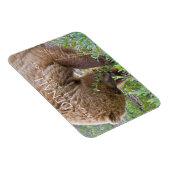 Grizzy Bear Foraging, Nationalpark Denali Magnet (Rechte Seite)