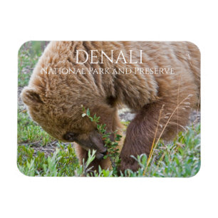 Grizzy Bear Foraging, Nationalpark Denali Magnet
