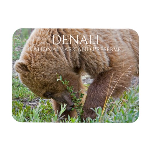 Grizzy Bear Foraging, Nationalpark Denali Magnet (Horizontal)