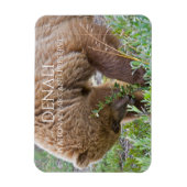 Grizzy Bear Foraging, Nationalpark Denali Magnet (Vertikal)