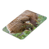 Grizzy Bear Foraging, Nationalpark Denali Magnet (Linke Seite)