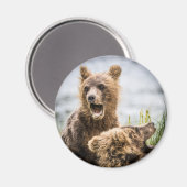 Grizzy Cubs suchen nach ihrem Mama Magnet (Vorderseite/Rückseite)