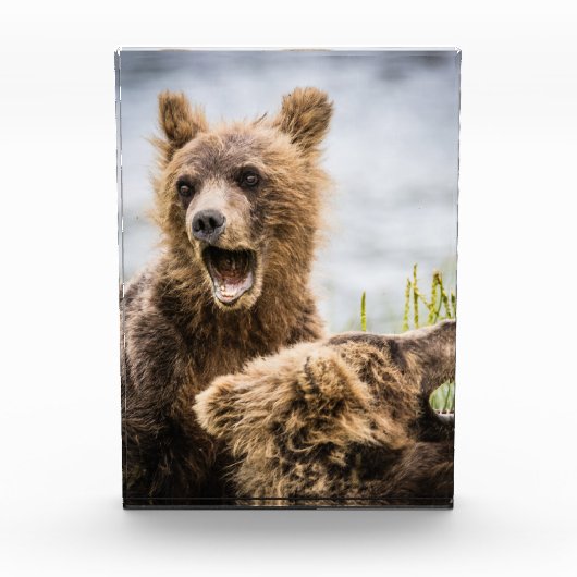 Grizzy Cubs suchen nach ihrer Mutter Fotoblock (Vorderseite)