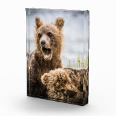 Grizzy Cubs suchen nach ihrer Mutter Fotoblock (Rechts)