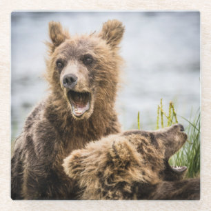 Grizzy Cubs suchen nach ihrer Mutter Glasuntersetzer