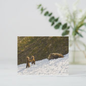 Grizzy Family Postkarte (Stehend Vorderseite)