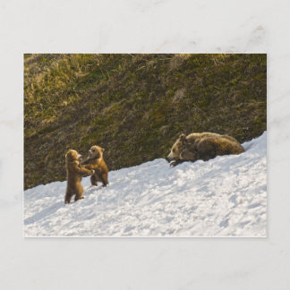 Grizzy Family Postkarte