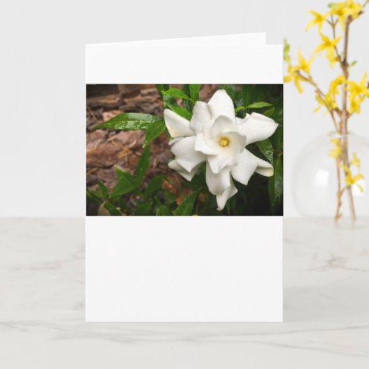 Gröden, Karte (Gelbe Blume)