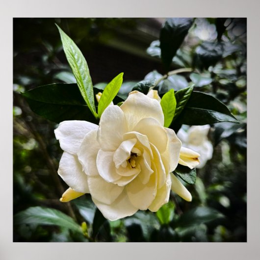 Gröden, Poster (Vorne)