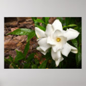 Gröden, Poster (Vorne)