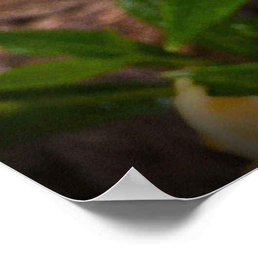 Gröden, Poster (Ecke)