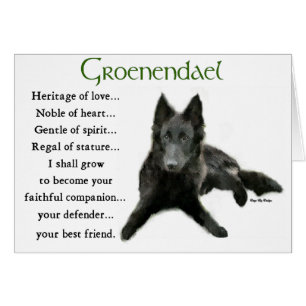 Groenendael Belgisches Schaffenhund