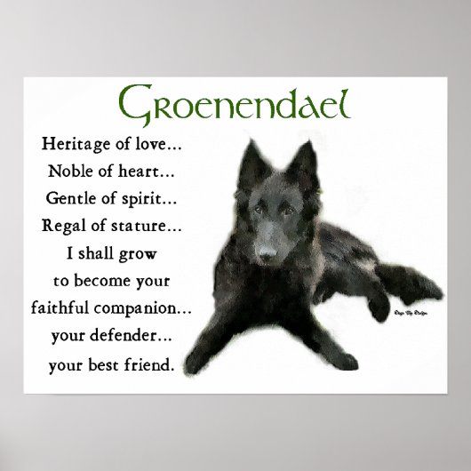 Groenendael Belgisches Schaffenhund Poster (Vorne)