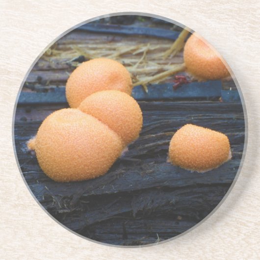 Groenings die Milch des Wolfs Schlamm Lycogala Untersetzer (Vorne)