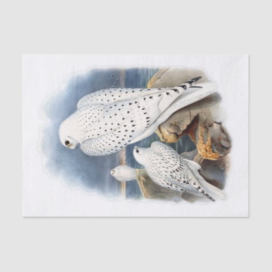 Grönland-Falke, dekoupage Seidenpapier (Vorderseite)