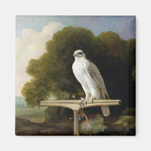 Grönland-Falke (grauer Falke), 1780 (Öl auf Plat Magnet
