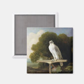Grönlandfalke (Graufalke), 1780 (Öl auf Tafel) Magnet (Vorderseite/Rückseite)
