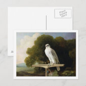 Grönlandfalke (Graufalke), 1780 (Öl auf Tafel) Postkarte (Vorne/Hinten)