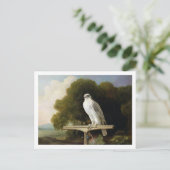 Grönlandfalke (Graufalke), 1780 (Öl auf Tafel) Postkarte (Stehend Vorderseite)