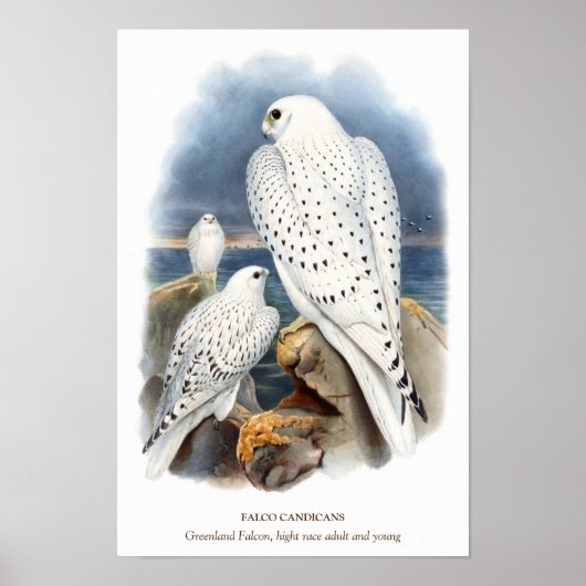 Grönlandfalke, Vogelillustration Poster (Vorne)
