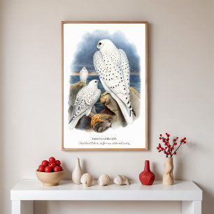 Grönlandfalke, Vogelillustration Poster