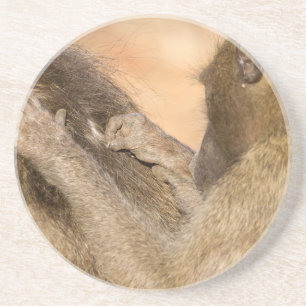 Grooming Baboons Getränkeuntersetzer