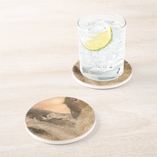 Grooming Baboons Getränkeuntersetzer (Seite)