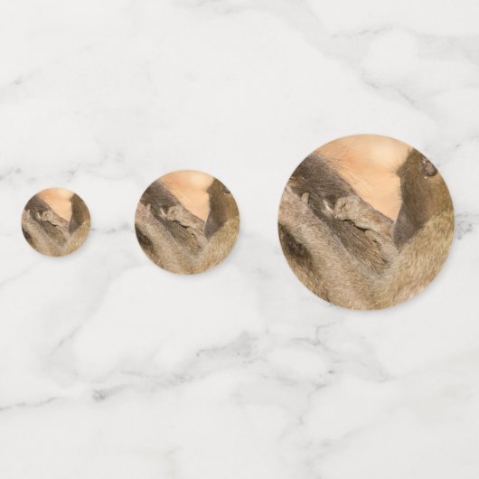 Grooming Baboons Konfetti (Vorderseiten)