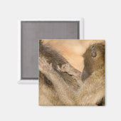 Grooming Baboons Magnet (Vorderseite/Rückseite)