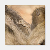 Grooming Baboons Magnet (Vorne)