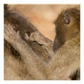 Grooming Baboons Poster (Vorderseite)