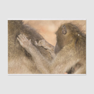 Grooming Baboons Seidenpapier