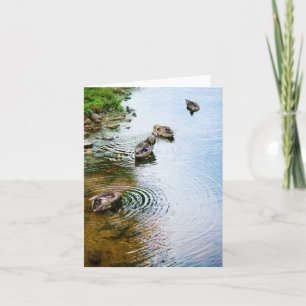 Grooming Ducks 2 Karte