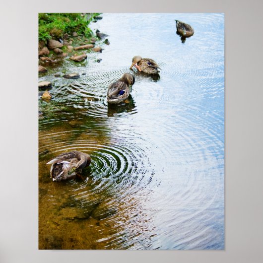 Grooming Ducks 2 Poster (Vorne)