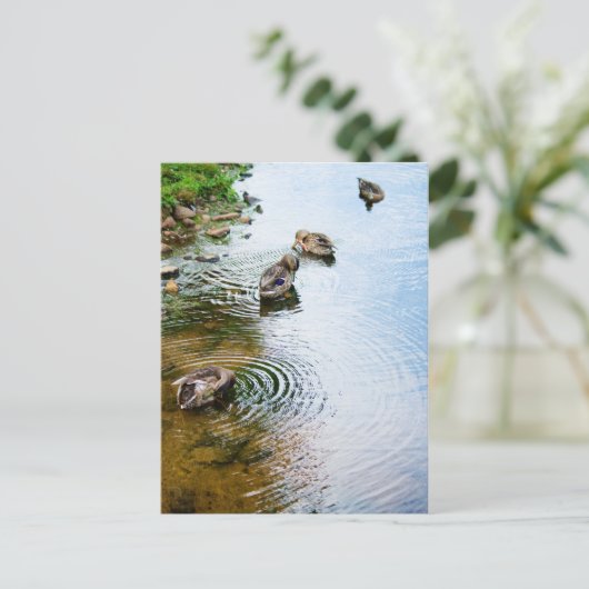 Grooming Ducks 2 Postkarte (Stehend Vorderseite)