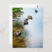 Grooming Ducks 2 Postkarte (Vorne/Hinten)