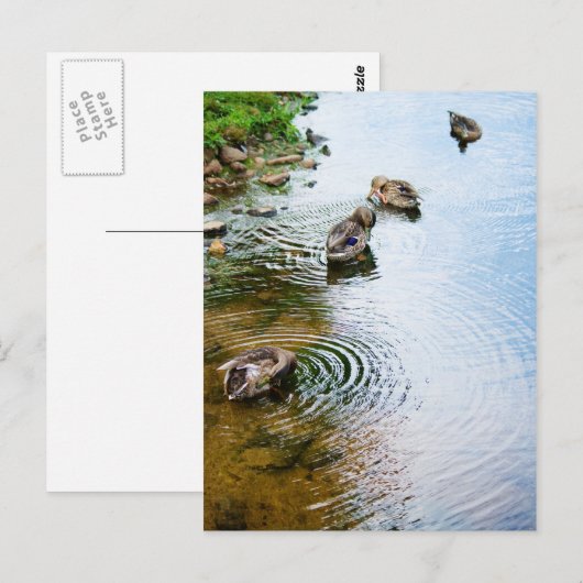 Grooming Ducks 2 Postkarte (Vorne/Hinten)