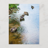 Grooming Ducks 2 Postkarte (Vorderseite)