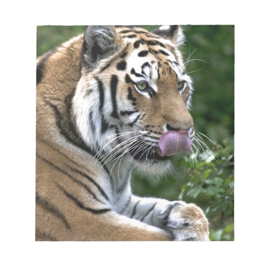 Grooming Tiger Notizblock (Vorderseite)