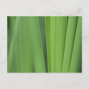 Groominhaltsstoff Postkarte