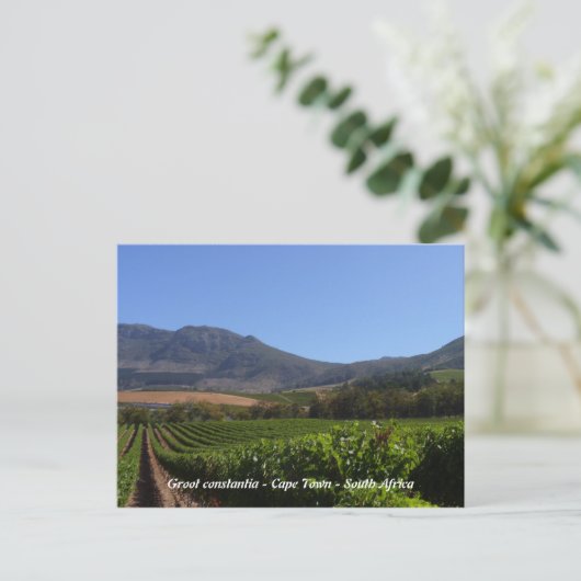 Groot Constantia - Kapstadt - Südafrika Postkarte (Stehend Vorderseite)