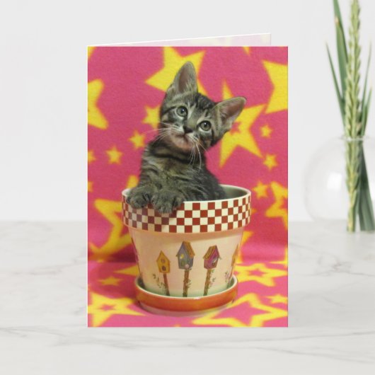 Groove Tabby Birthday Card Karte (Vorderseite)