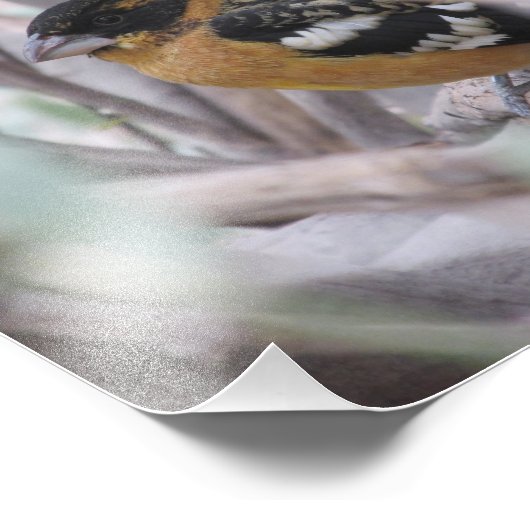 Grosbeak Fotodruck (Ecke)