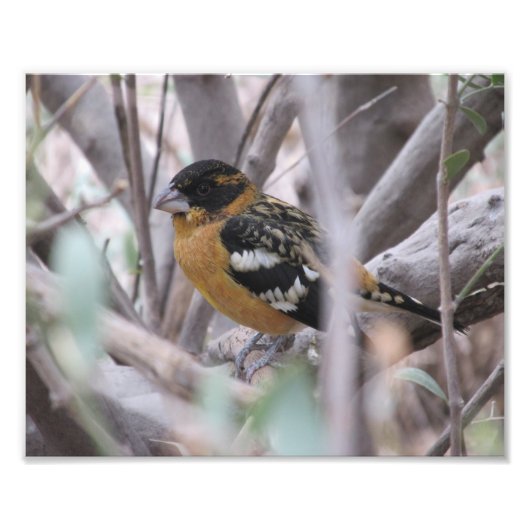 Grosbeak Fotodruck (Vorne)