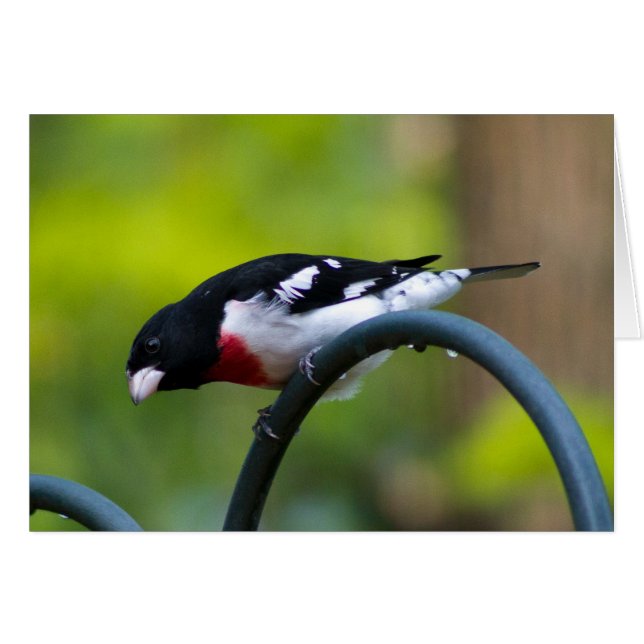 Grosbeak mit Rose (Vorderseite (Horizontal))