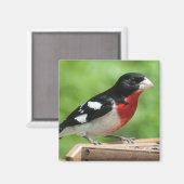 Grosbeak mit Rose Magnet (Vorderseite/Rückseite)