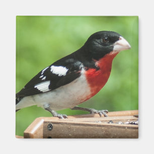 Grosbeak mit Rose Magnet